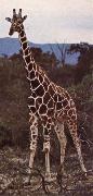 unknow artist Livsrummet had shrank ago giraffe pa its hemkontinent oil painting picture wholesale